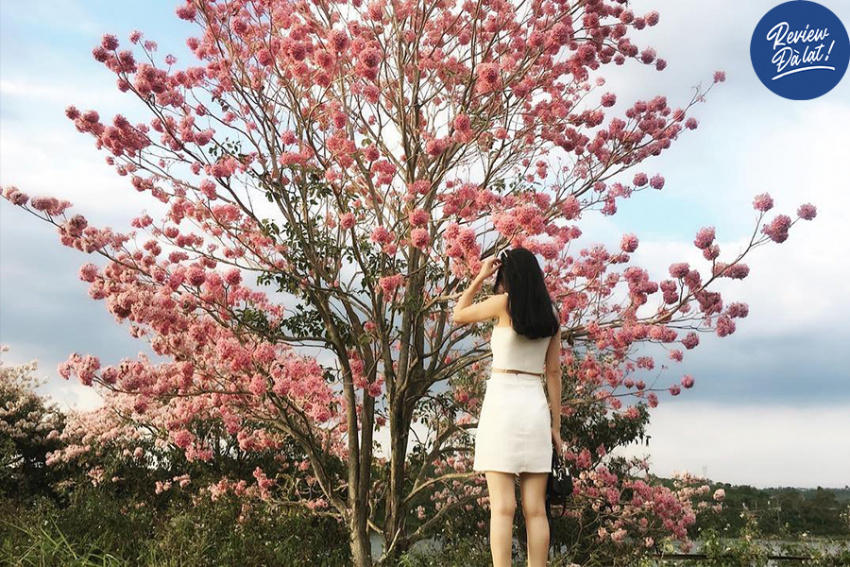 Mùa hoa kèn hồng ở Bảo Lộc – lãng mạn hệt như thước phim