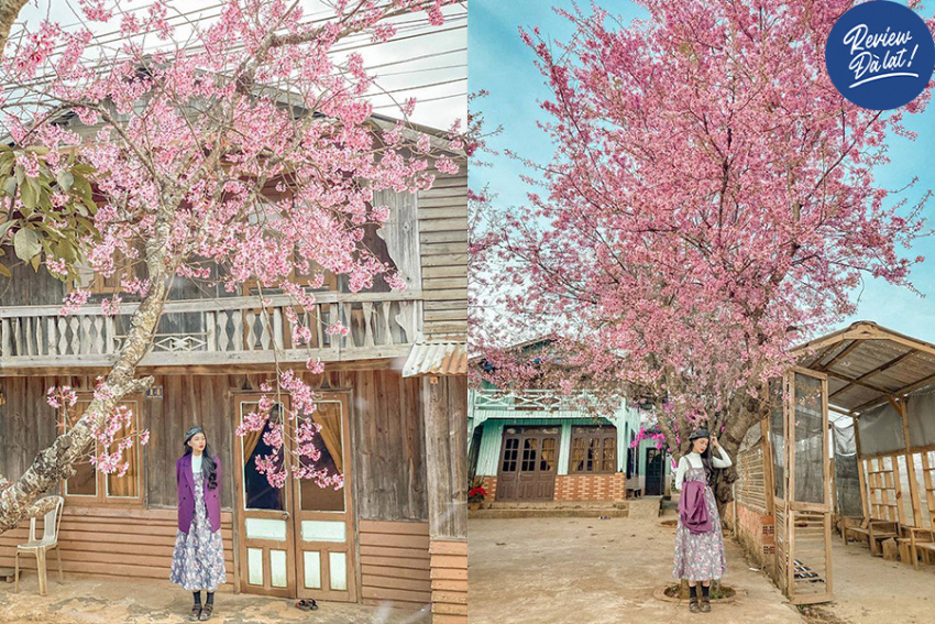 Đạ Nhim: Ngôi làng nhỏ ngoài ngoại ô, đẹp nhất mỗi mùa hoa đào Đà Lạt