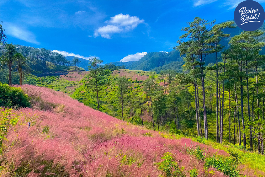 cỏ đuôi chồn, cỏ hồng đà lạt, đèo sacom đà lạt, đồi cỏ hồng đà lạt, cỏ đuôi chồn đà lạt: nhuộm hồng phố núi, khung cảnh xinh xắn nhất tháng 12