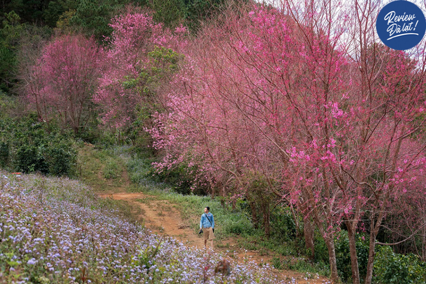 Mùa hoa đào nở rộ tại Mộng Đào Nguyên Đà Lạt – đẹp nhất đầu năm 2022