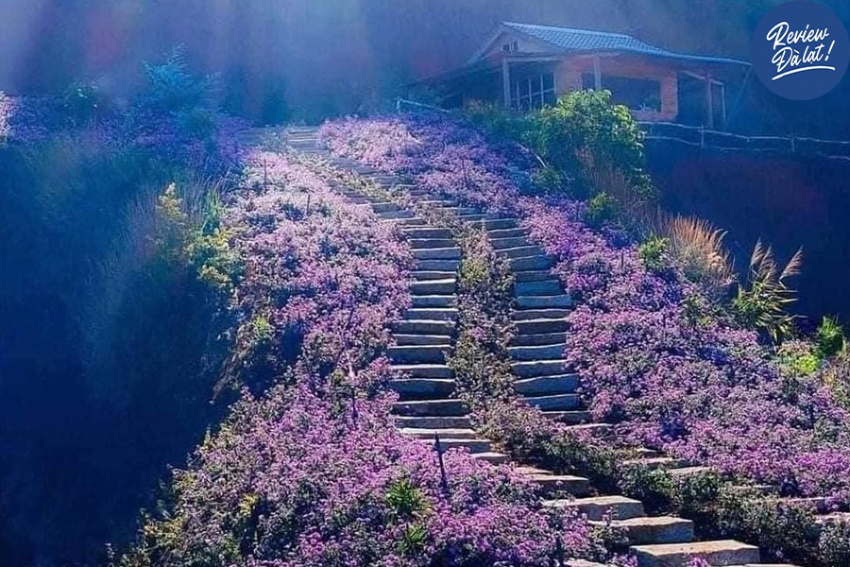 cánh đồng hoa lavender, địa điểm du lịch đà lạt, lavender túi thương nhớ, quán cà phê ngập tràn hoa lavender “xinh không góc chết” tại đà lạt