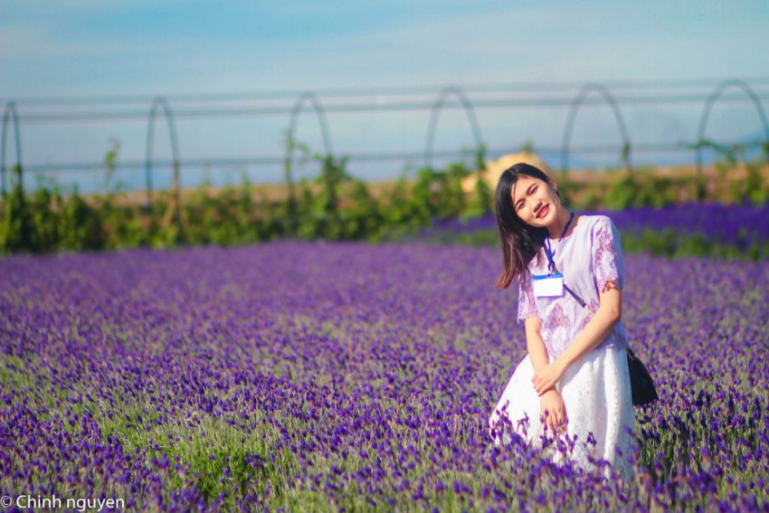 Trải nghiệm ngắm hoa – chụp hình đẹp – hái dâu tây tại Lavender Farm and Coffee