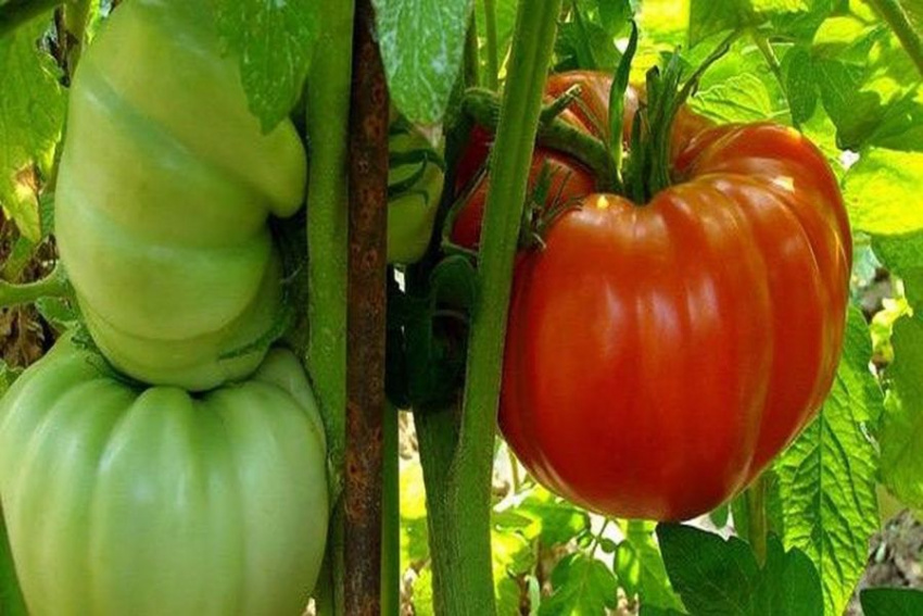 Lạ kỳ khu vườn cà chua khủng ở xã Lát – Đà Lạt