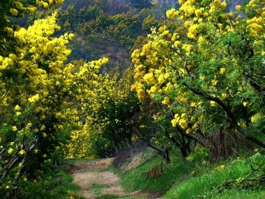 Hoa Mimosa Đà Lạt nở vào tháng nào và tuyến đường nào đẹp nhất để chiêm ngưỡng?