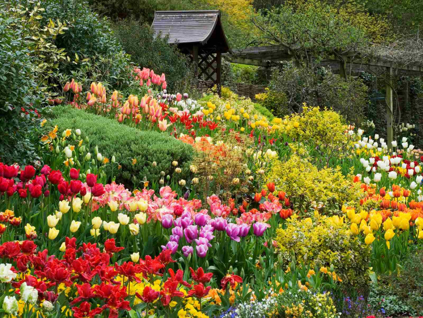 Chiêm ngưỡng trăm hoa đua nở tại Vườn hoa Minh Tâm