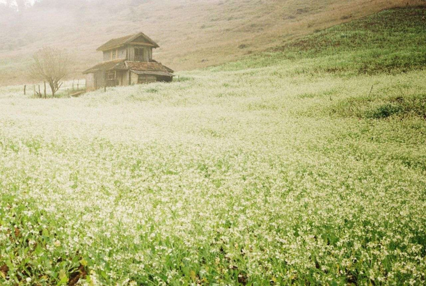 Đi ngắm những cánh đồng hoa cải trắng tinh khôi ở Đà Lạt