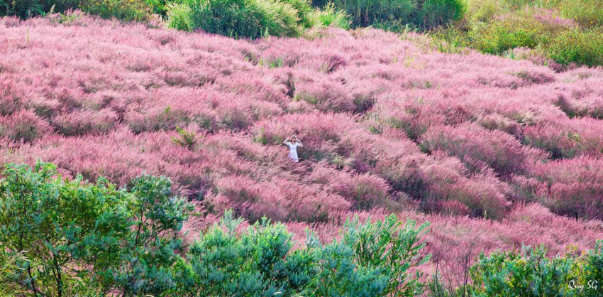 Tìm kiếm những đồi cỏ hồng đuôi chồn Đà Lạt đẹp nhất