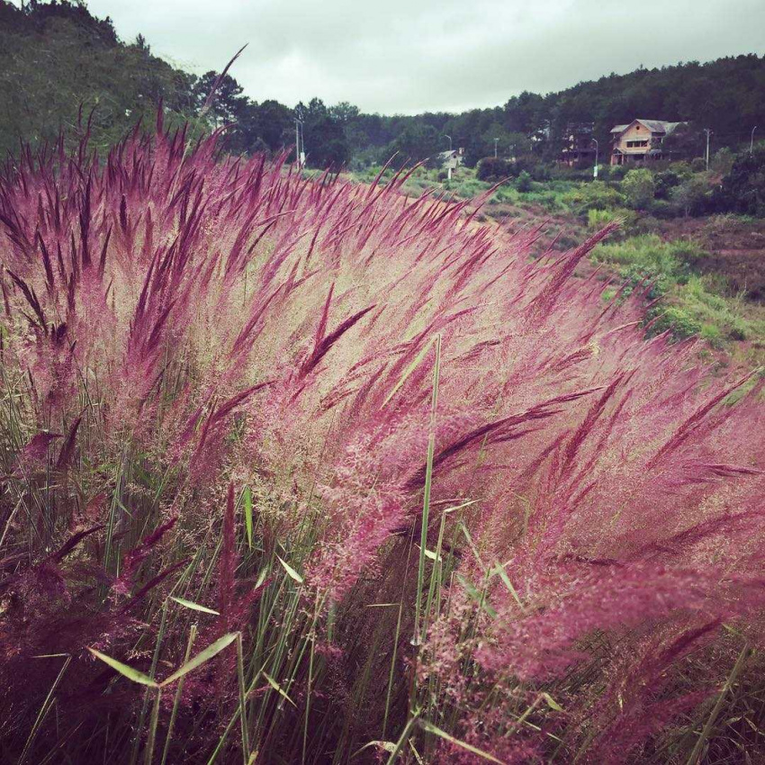 cỏ hồng đuôi chồn, đồi cỏ hồng đuôi chồn, tìm kiếm những đồi cỏ hồng đuôi chồn đà lạt đẹp nhất