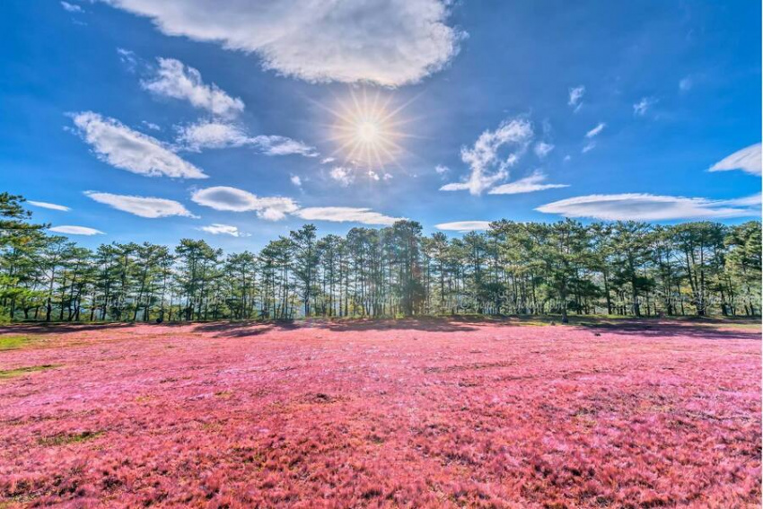 đồi cỏ hồng dalat, đồi cỏ hồng đà lạt, đồi cỏ hồng ở đà lạt, đồi cỏ lau hồng đà lạt, những đồi cỏ hồng ở đà lạt đẹp nhất 2021
