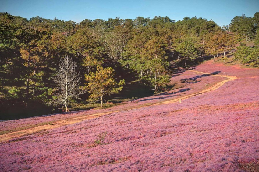 đồi cỏ hồng dalat, đồi cỏ hồng đà lạt, đồi cỏ hồng ở đà lạt, đồi cỏ lau hồng đà lạt, những đồi cỏ hồng ở đà lạt đẹp nhất 2021