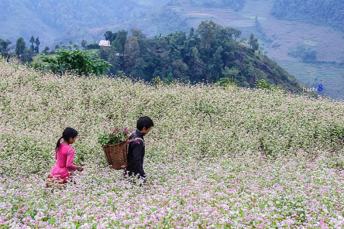 an toàn du lịch, cảnh đẹp việt nam, khám phá hà giang, đảo lý sơn, 5 thiên đường nên đến trong tháng 9