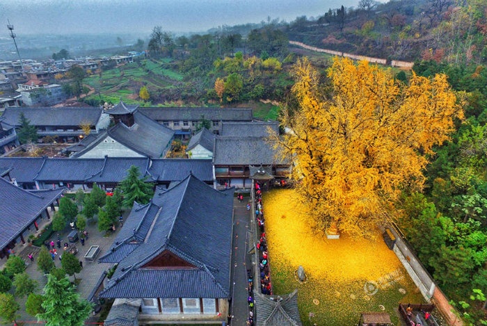 Cây 'vàng' 1400 năm tuổi ở Trung Quốc