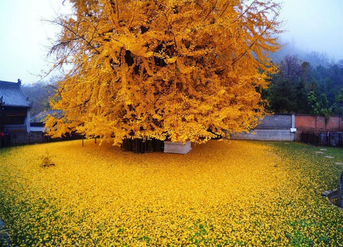 thế giới đó đây, cây 'vàng' 1400 năm tuổi ở trung quốc