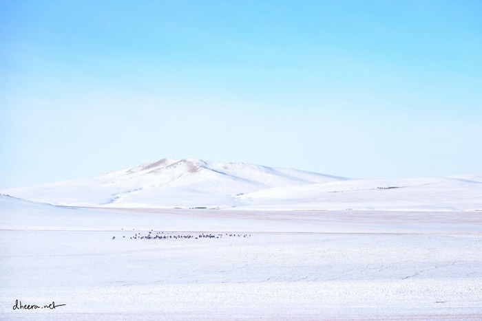 Mùa đông trắng trên thảo nguyên Mông Cổ