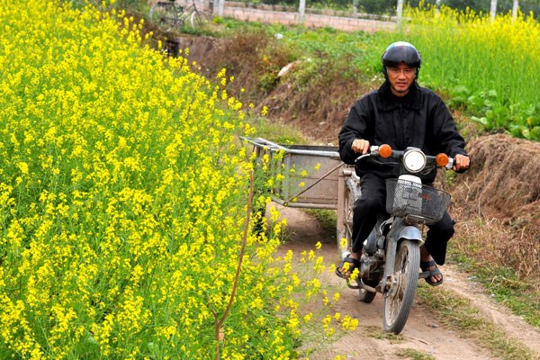 {}, cánh đồng hoa cải vàng bạt ngàn ở vũ thư thái bình