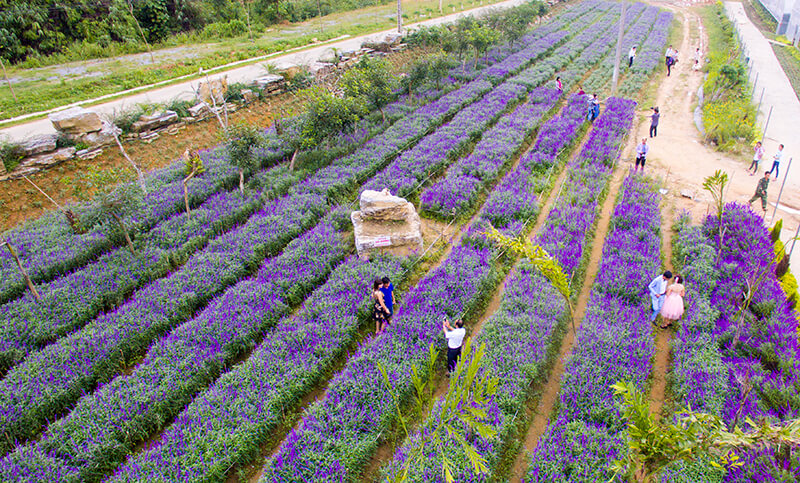 Vẻ đẹp hoa oải hương nở tím cao nguyên Lào Cai