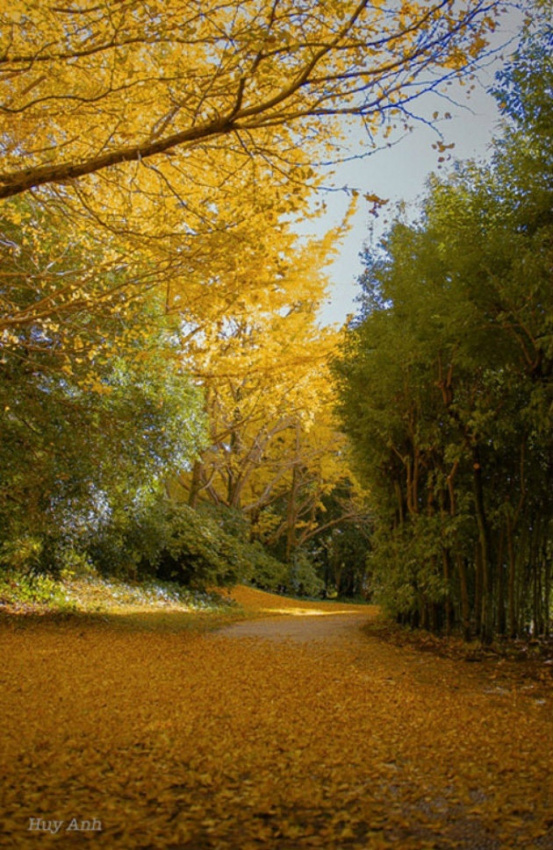 du lịch mùa thu, thế giới đó đây, nhật bản rực rỡ lá vàng cuối thu