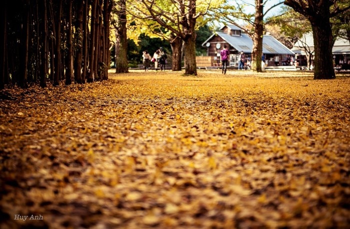 du lịch mùa thu, thế giới đó đây, nhật bản rực rỡ lá vàng cuối thu