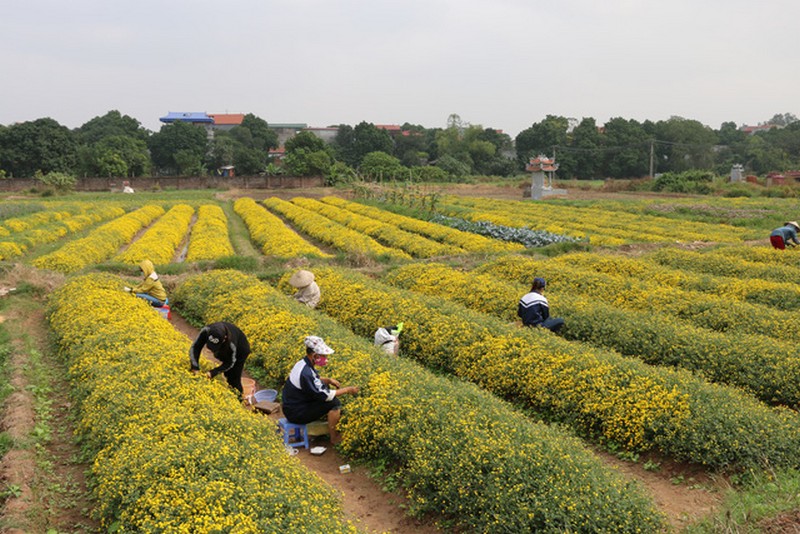 Rực rỡ cánh đồng hoa cúc chi ở Hưng Yên dịp giáp Tết