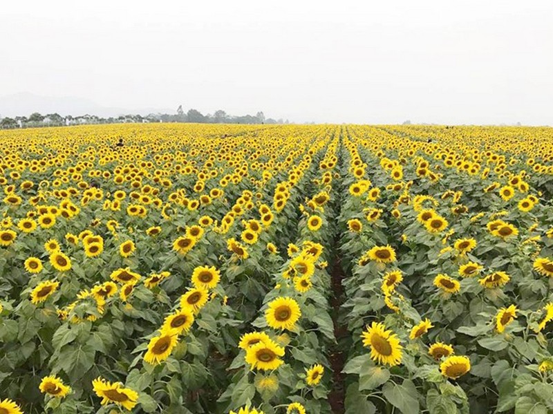 Ngẩn ngơ ngắm cánh đồng hoa hướng dương lớn nhất Việt Nam