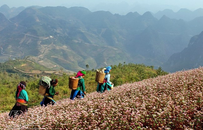 {}, kinh nghiệm phượt hà giang mùa tam giác mạch