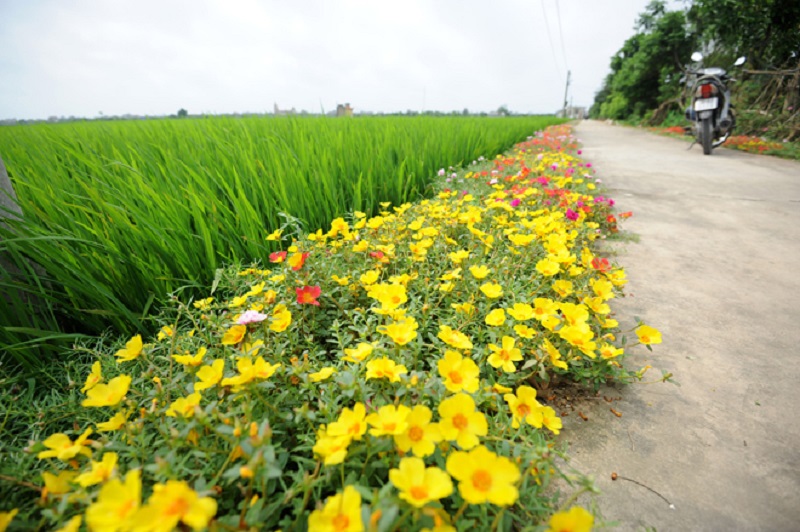 Rực rỡ con đường hoa mười giờ dài 3 km ở Nam Định