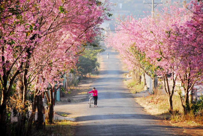 Hồng ngất ngây 6 cung đường hoa anh đào đẹp nhất thế giới