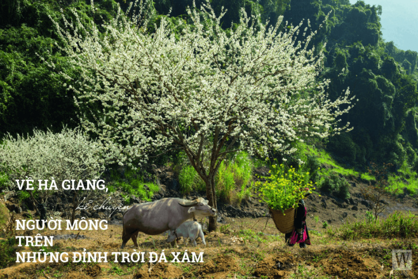 Về Hà Giang, kể chuyện người mông trên những đỉnh trời đá xám