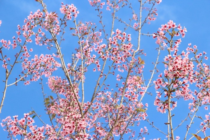 du lịch hà giang, du lịch sa pa, du lịch tây bắc, mùa hoa cải, mùa hoa tam giác mạch, mùa hoa đào, bạn có biết: nơi nào ở miền bắc có những mùa hoa đẹp nhất năm 2015?