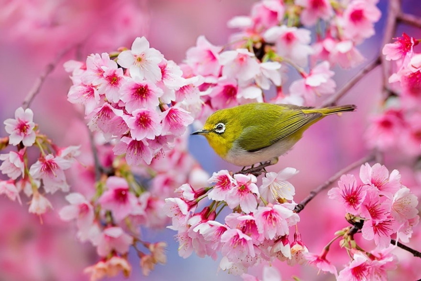 20 bức ảnh hoa anh đào khiến bạn muốn đến Nhật Bản ngay lập tức
