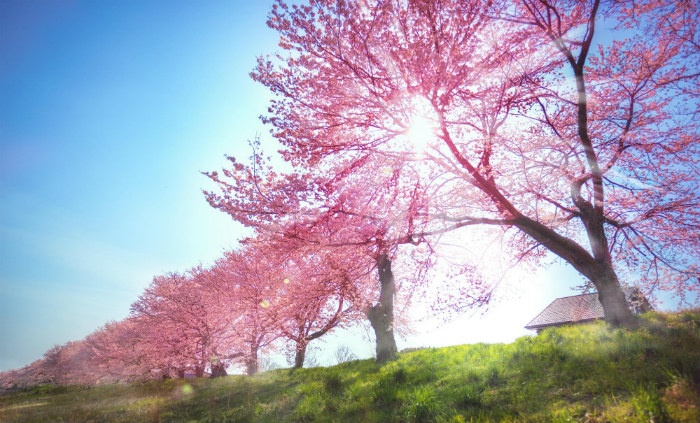 Ngây ngất những mùa hoa Nhật Bản - Mùa xuân