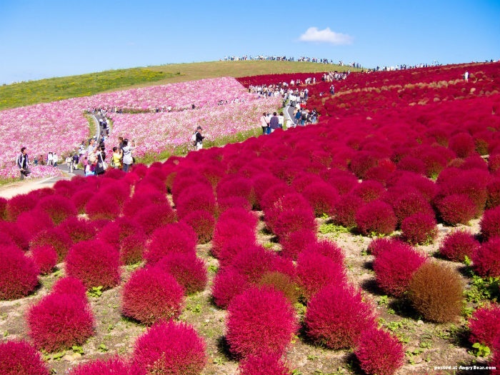 khám phá ‘biển hoa’ hitachi tại đất nước mặt trời mọc