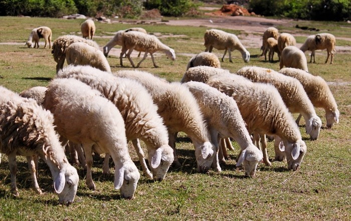 khám phá ninh thuận, trại cừu phan rang, hóa thân thành dân du mục khám phá đồng cừu ở ninh thuận