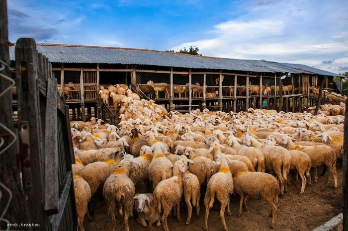 khám phá ninh thuận, trại cừu phan rang, hóa thân thành dân du mục khám phá đồng cừu ở ninh thuận