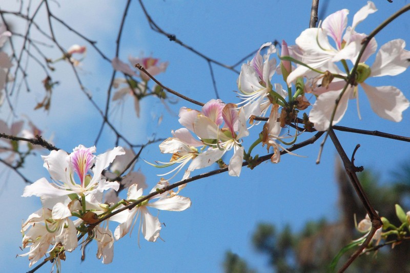 Tìm về Mộc Châu – Miền đất bốn mùa hoa nở