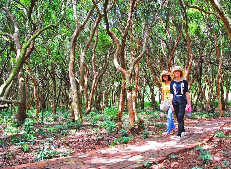 Rừng trâm hàng trăm năm tuổi trên đảo Minh Châu, Quảng Ninh