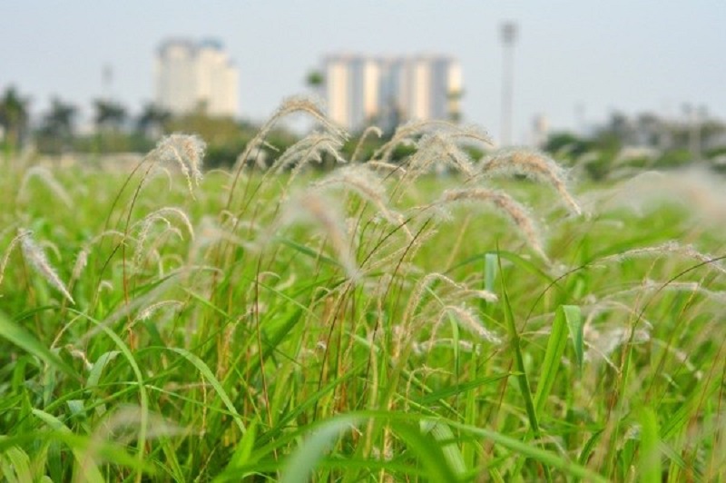 Ghé thăm cánh đồng lau trắng tinh khôi ở Nghệ An