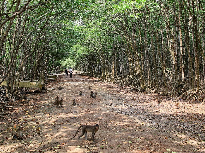Lạc bước vào 3 'vương quốc khỉ' thú vị nhất Việt Nam
