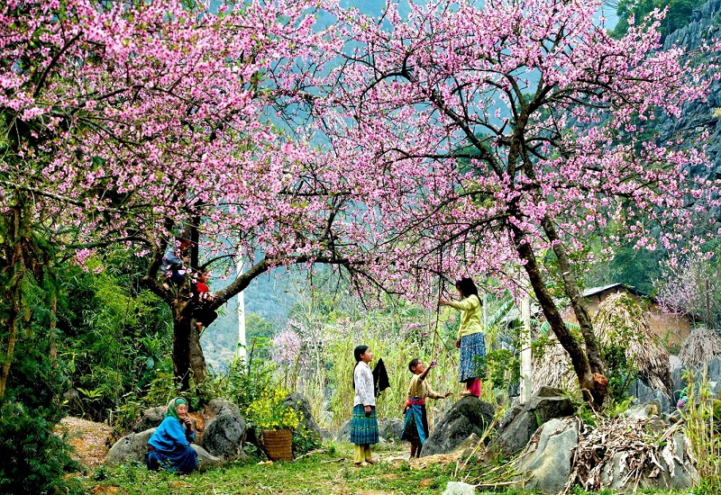 Du lịch Hà Giang ngắm hoa đào nở muộn