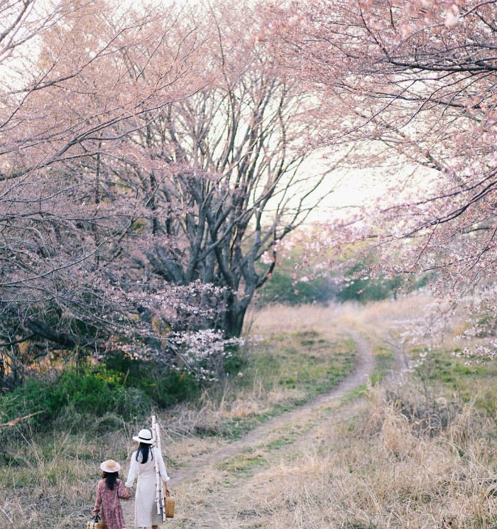 Mùa hoa anh đào về: Bạn sẽ ước mình đến ngay Nhật, Hàn để ngắm những cảnh đẹp này
