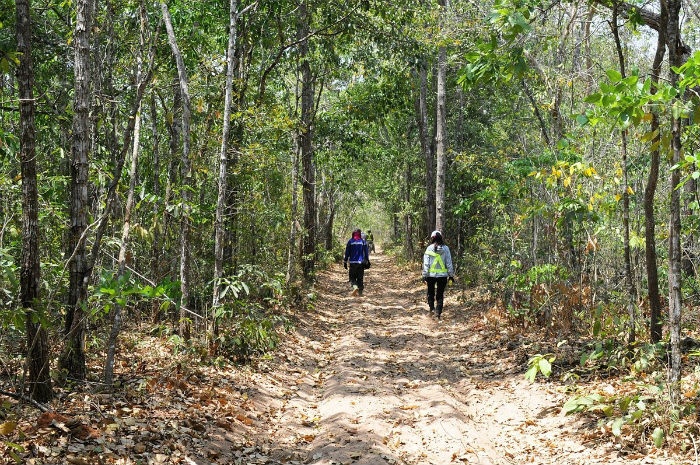 Rừng Bưng Thị - Khu rừng tựa Châu Phi ngay tại đất Bình Thuận