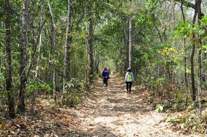 khám phá bình thuận, rừng bưng thị, rừng bưng thị - khu rừng tựa châu phi ngay tại đất bình thuận