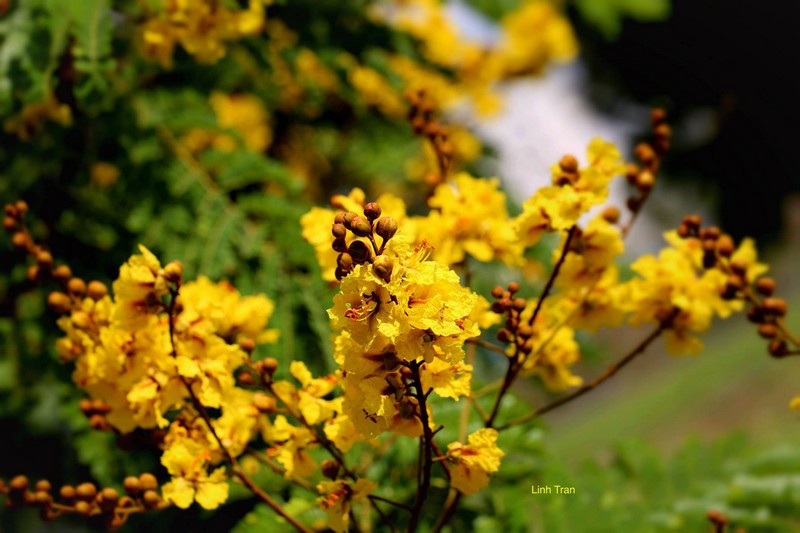Lang thang chiều xứ Huế, hoa điệp vàng trải đầy dưới chân
