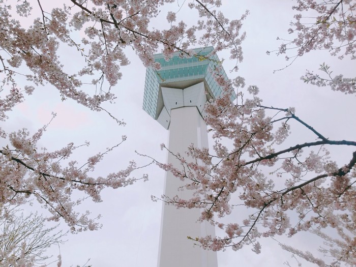 Mê mẩn mùa hoa anh đào phủ kín đảo Hokkaido