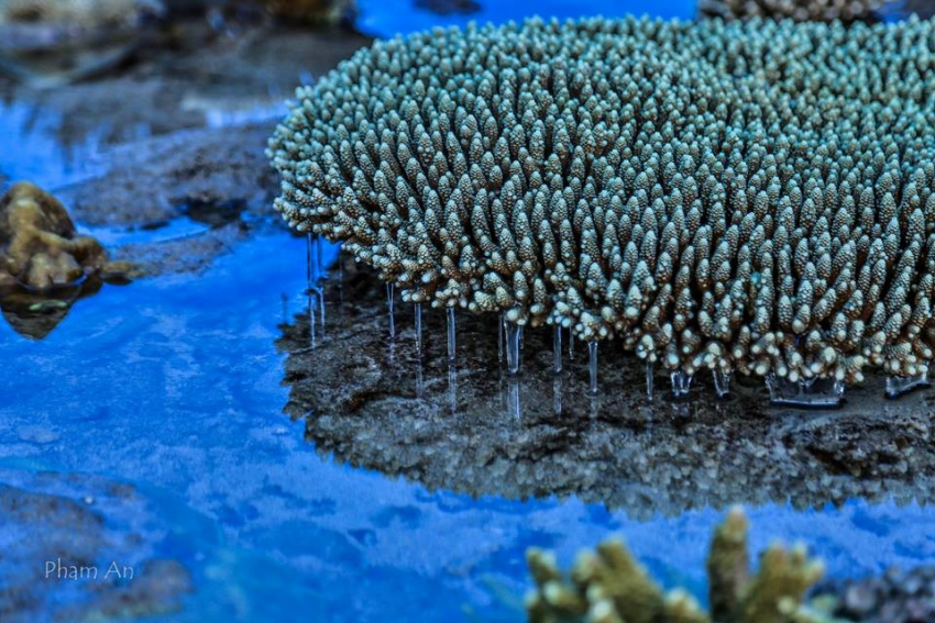 lặng người trước vẻ đẹp kỳ diệu của rặng san hô ở hòn cau