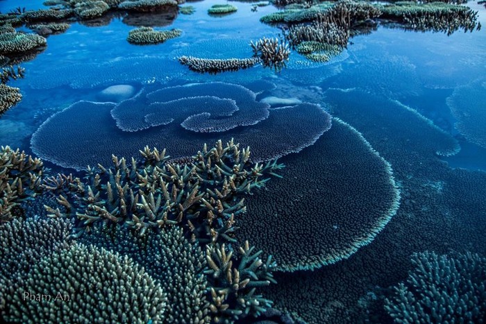 lặng người trước vẻ đẹp kỳ diệu của rặng san hô ở hòn cau