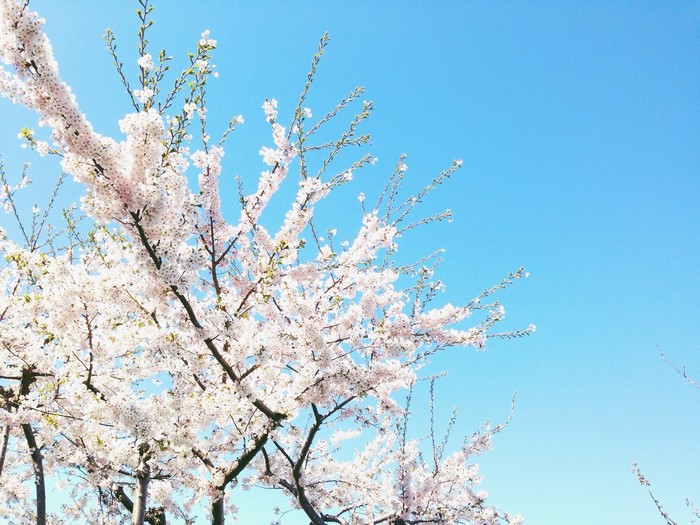 mê hoặc mùa xuân rực sắc màu tại hokkaido