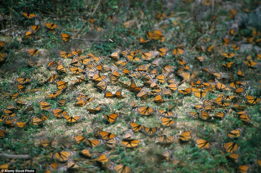 du lịch mexico, du lịch michoacan, thế giới đó đây, rừng bươm bướm đẹp như cổ tích ở mexico