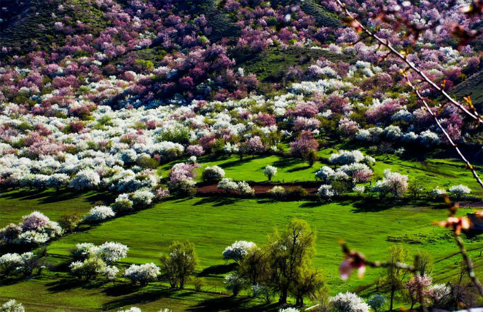 2 thung lũng hoa đẹp quên lối về ở Trung Quốc