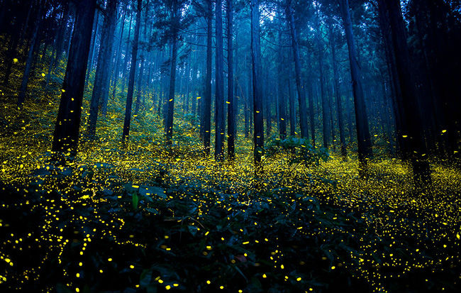 Ghé thăm khu rừng đom đóm huyền ảo như chốn thần tiên ở Nhật Bản